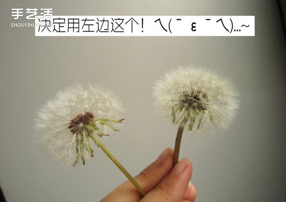 嵌花树脂蒲公英制作教程 蒲公英树脂标本DIY -  www.shouyihuo.com