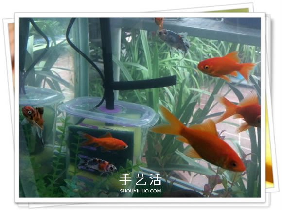 自制鱼缸过滤器的方法 几块钱就能完成很实用！ -  www.shouyihuo.com