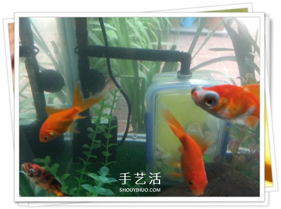 自制鱼缸过滤器的方法 几块钱就能完成很实用！ -  www.shouyihuo.com