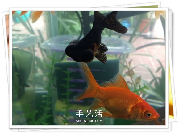 自制鱼缸过滤器的方法 几块钱就能完成很实用！ -  www.shouyihuo.com