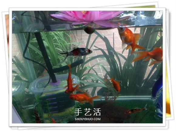 自制鱼缸过滤器的方法 几块钱就能完成很实用！ -  www.shouyihuo.com