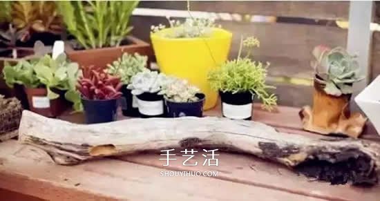 DIY枯木多肉植物盆栽 用枯木做多肉花盆方法 -  www.shouyihuo.com