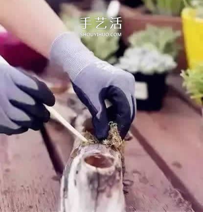 DIY枯木多肉植物盆栽 用枯木做多肉花盆方法 -  www.shouyihuo.com