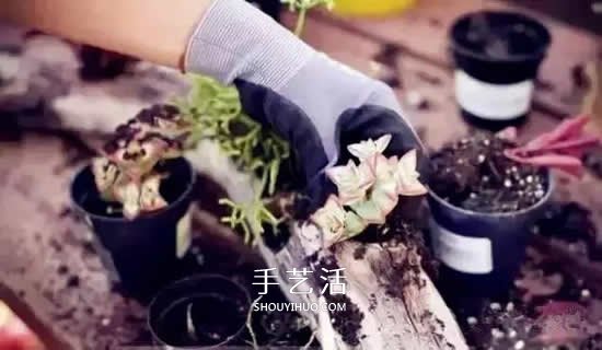 DIY枯木多肉植物盆栽 用枯木做多肉花盆方法 -  www.shouyihuo.com