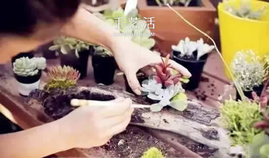 DIY枯木多肉植物盆栽 用枯木做多肉花盆方法 -  www.shouyihuo.com