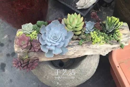 DIY枯木多肉植物盆栽 用枯木做多肉花盆方法 -  www.shouyihuo.com