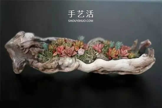 DIY枯木多肉植物盆栽 用枯木做多肉花盆方法 -  www.shouyihuo.com