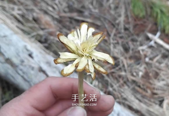 简单手工树枝雕刻做花的方法图解教程 -  www.shouyihuo.com