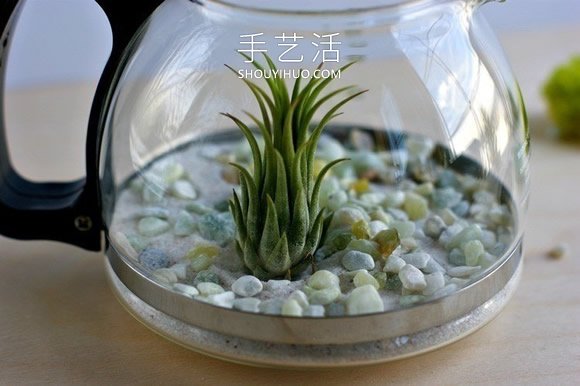 旧咖啡壶改造 DIY制作空气植物盆景的方法 -  www.shouyihuo.com