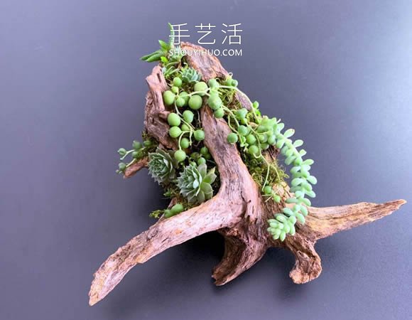 捡回雪松树干当花盆 DIY制作多肉盆景的方法 -  www.shouyihuo.com